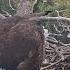 Big Bear Bald Eagle Sunny Returns To Nest Reunites With Sister Gizmo