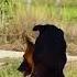 German Shepherd Ray And Kelpie New Litter Coming Soon