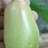 MAKOPA Fruit Fruits Farmlife Farmer Farming Farm Makopa Shorts Short Shortfeed
