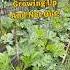 Growing Our Zucchini Up And Not Out Garden Sustainablesolutions Regenerativeagriculture