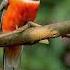 Malabar Trogon Trailer Species Habitats Awareness Programme The Habitats Trust Films
