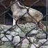Goat Biggest Antlers Markhor Antlers Nanitaltrip