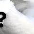 Things You Need To Know About MUTE SWANS