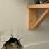 The Cat Set A Trap Will The Mouse Fall For It Catshorts Loopvideo