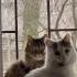 весняні котики Cat