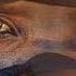 Devil S Eyes Ahilea Feat Bella Wagner Buddha Bar XIV