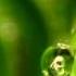 David Arkenstone Gentle Rain
