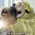I Can Hardly Believe This Dog Pug
