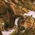 Markhor Vs Snow Leopard An Epic Tale Of Retaliation