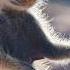 This Is What Happens When You Give Animals A Camera BBC Earth