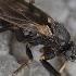 How To Get Rid Of Black Flies Biting Buffalo Gnats Turkey Gnats White Socks
