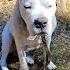 Windy Day Dogoargentino Dogo Chien Perro Koer Pies Hund собака Dog Koira क त त