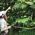 Breadfruit Tree Pruning Guide In Progress Pruning Part 1