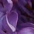 Футаж заставка Сирень Сиреневый май Background Flowers Lilac