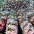 Sunflower Seastar Terrifying Predator National Geographic