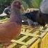 Merpati Tinggian Temanggung Merpati Pigeon Shorts Birds