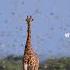 Is It Butterflies Or Birds Giraffe Wildlife Wildanimals Photography Ivan Ueckermann