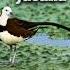 Pheasant Tailed Jacana S Unique Calls Real Sounds Shorts Birds Birdsounds