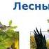 Николай Сладков Лесные тайнички Сказки Сладкова Слушать