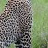 Incredible Footage Of Leopard Behaviour During Impala Kill Sabi Sand Game Reserve South Africa