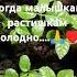 Мама согреет И жизнь то сразу налаживается