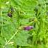 Flowers Of Our South Norfolk Fields Common Vetch
