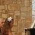Besa Carney Playing In Piano Six Ecossaises By Ludvig Van Beethoven