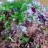 Food You Never Say No Yummm Vid By Bigman Cooking Shorts Trending Food
