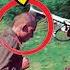 The Tragic Fate Of The Soviet Helpers What Happened To Hiwis In German Ranks During World War II