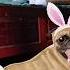 Funny Viral Video Shortvideo Youtubeshorts Kedi