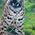 Angry JAGUARS Wild Globe Shorts Jaguar Jaguars Zoo Wildlife