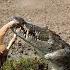 Crocodile Attack At The Watering Hole Planet Earth III BBC Earth