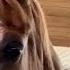 Be The Change How You Can Help Our Horse Retirement Home