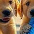 12 Hrs Of Music For Dogs When Home Alone Anti Anxiety Music For Dogs Dog Stress Relief Music