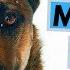 Belgian Malinois TOP 10 Interesting Facts