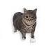 You And I Harleys In Hawaii Feat OIIA Cat