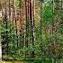 THE HEALING EFFECT OF BIRDS SINGING IN THE FOREST WILL HELP THE HEART AND NERVOUS SYSTEM