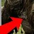 BIGFOOT SAW BLADE UFO THING S JUST GOT VERY STRANGE WACTH NOW