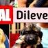 Low Price Dog Puppies For Sale In Delhi Husky Puppies Pomeranian Puppies Very Low Price For Sale
