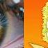 The Hidden Links Between Eye Color Ancestry Hazel Blue Brown Etc