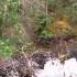 Virtual Hike Olympic National Forest Actual Sound WA State 18min