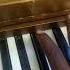 Skillibeng Crocodile Teeth PIANO