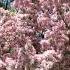 Ukrainian Spring Printemps Ukrainien French Sahaja Song