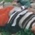 Did You Know More Then 5000 Civilians Died In A Chemical Attack In Halabja In1988