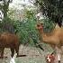 Beer Camel Dog Rabbit Short Viral Trending Video