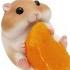 Pov You Re A Chubby Hamster ٩ ᗜ و Energy Boost Playlist ᐟ