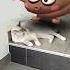 Looping Shorts Song Comedy Cat Shortsviral Viraltiktok Caca Cute Viraldance Viral