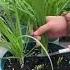 Leek Cutting Hack Saves Hours Farmtech
