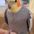 What A Cute Handshake And A Lovely Kiss Cockatielscraze Birdsinging Cutepets