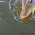 PIKE ATTACK HAUKI ISKEE RAJUSTI Fishing